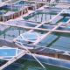 aquaculture 2012 03 26