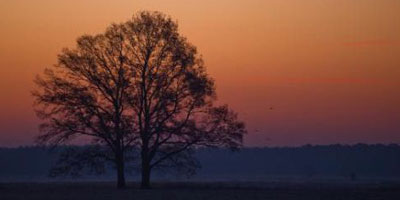 arbre electricite Argentine 2012 11 16