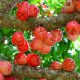 arbre pomme rouge
