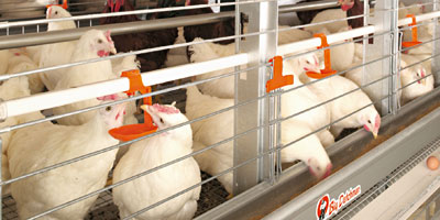 aviculture Maroc 2012 12 07