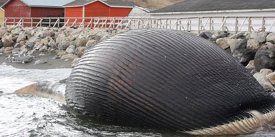 baleine 2014 05 06