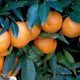 berkane orange 2013 02 07