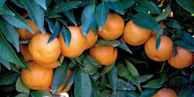 berkane orange 2013 02 07