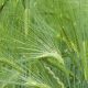 ble vert Maroc 2014 04 11