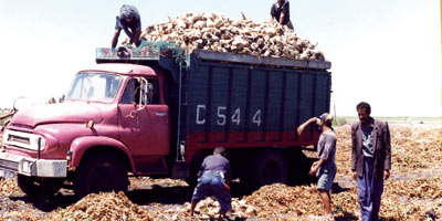 campagne agricole