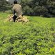 cannabis maroc 2014 02 06