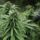 cannabis maroc 2014 05 19