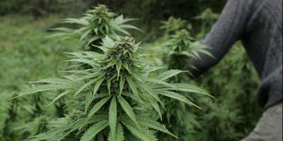 cannabis maroc 2014 05 19