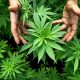 cannabis plante