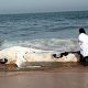 casablanca baleine rejetee 2013 01 09