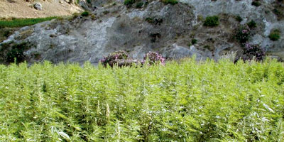 champs Cannabis Maroc 2013 12 04
