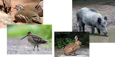 chasse Maroc 2011 09 15