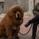 chien lion 2013 08 16