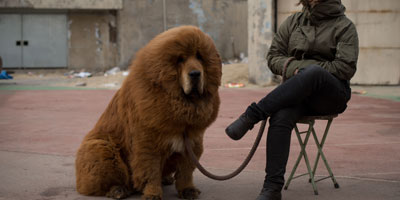 chien lion 2013 08 16