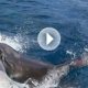 combat requins