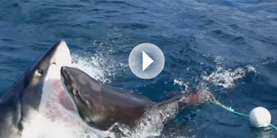 combat requins