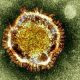 coronavirus Maroc 2013 05 31