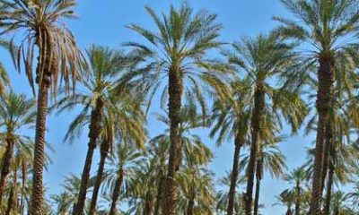 dattes maroc