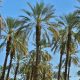 dattes maroc