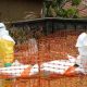 ebola 84 morts