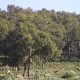foret maroc 2015 02 13