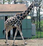 giraffe