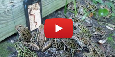 grenouille vers terre 2014 09 25