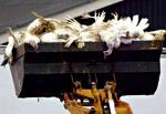 grippe aviaire le niveau dalerte releva