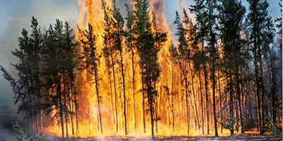 incendie foret 2015 05 14