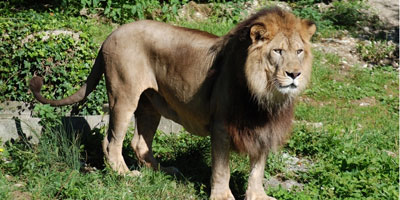 lions Atlas Maroc 2013 06 28