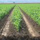 maroc le pib doit une fia c2 a8re chandelle a lagriculture
