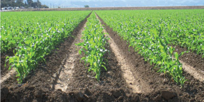 maroc le pib doit une fia c2 a8re chandelle a lagriculture