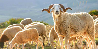 mouton bio maroc 2014 09 30