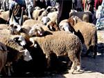 mouton maroc 2007