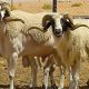 mouton maroc 2015 09 18