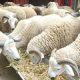 moutons 2014 09 23