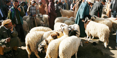 moutons Aid 2013 10 07