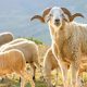moutons bio 2015 09 25