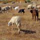 moutons elevage maroc 2013 09 26