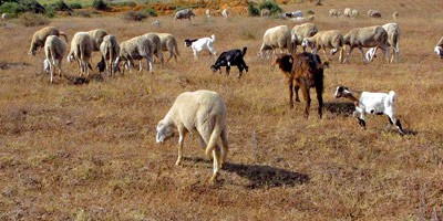 moutons elevage maroc 2013 09 26