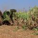 plantations sucrieres Maroc 2013 08 01