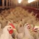 poulets maroc 2015 02 13