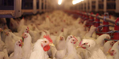 poulets maroc 2015 02 13