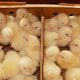 poussins Maroc 2012 11 30