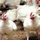 prix POULET maroc 2012 09 11
