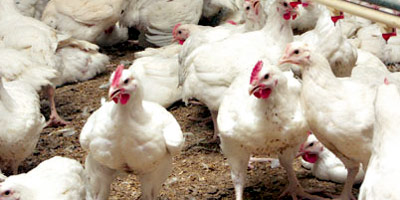 prix POULET maroc 2012 09 11