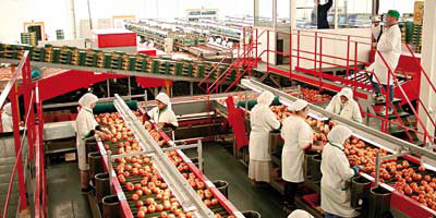 production tomates