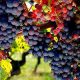 raisins cuve