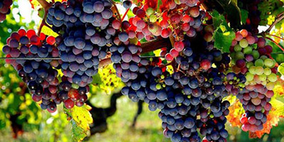 raisins cuve
