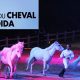 slon cheval el jadida 2015 08 28